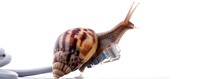 Schnecke auf Netzwerkkabel