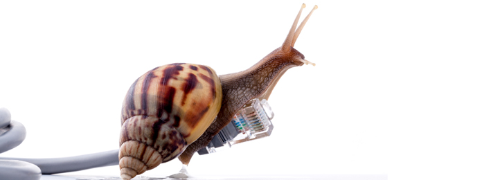 Schnecke auf Netzwerkkabel