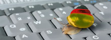 Schnecke auf Tastatur
